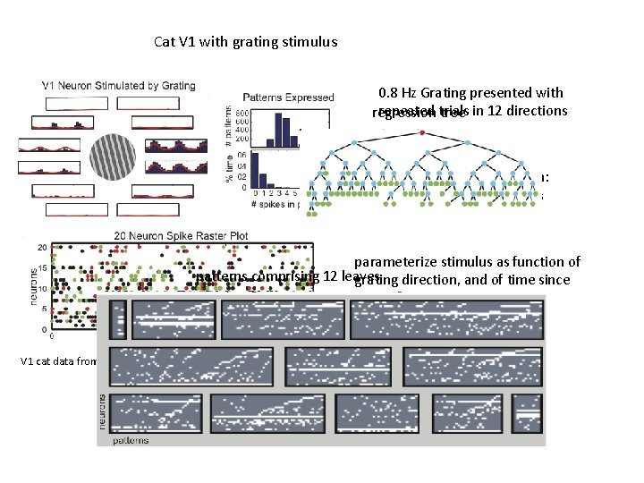 Cat V 1 with grating stimulus 0. 8 Hz Grating presented with repeated trials
