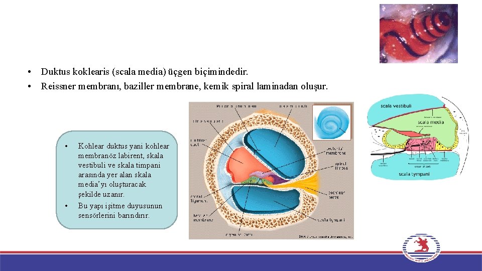  • Duktus koklearis (scala media) üçgen biçimindedir. • Reissner membranı, baziller membrane, kemik