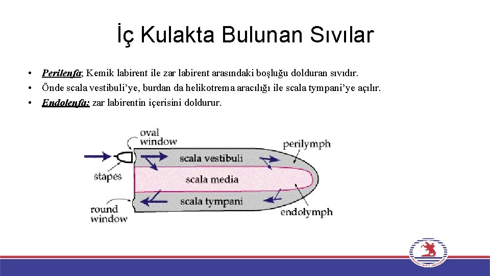 İç Kulakta Bulunan Sıvılar • Perilenfa; Kemik labirent ile zar labirent arasındaki boşluğu dolduran