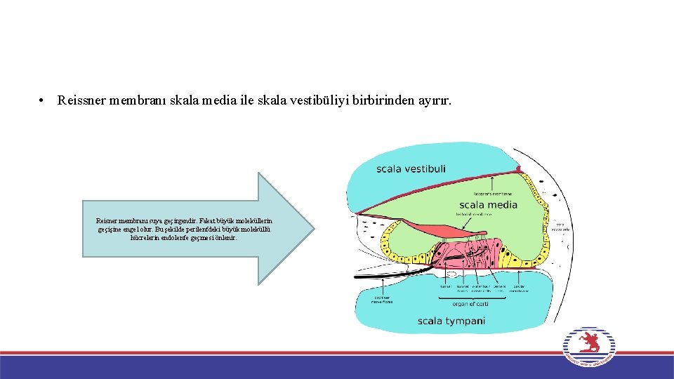  • Reissner membranı skala media ile skala vestibüliyi birbirinden ayırır. Reisner membranı suya