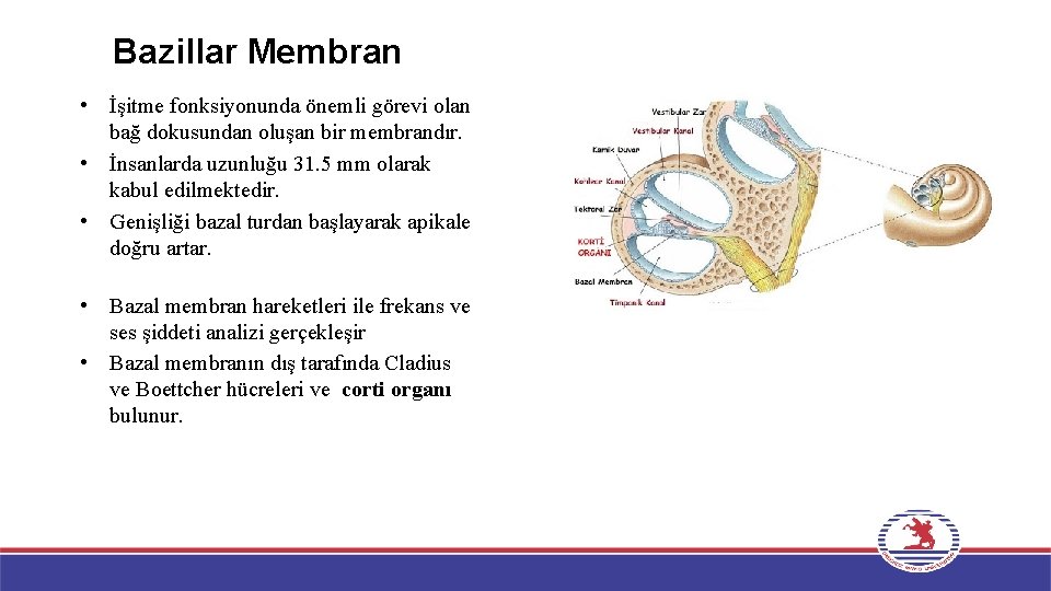 Bazillar Membran • İşitme fonksiyonunda önemli görevi olan bağ dokusundan oluşan bir membrandır. •
