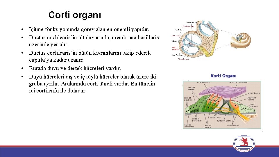 Corti organı • İşitme fonksiyonunda görev alan en önemli yapıdır. • Ductus cochlearis’in alt