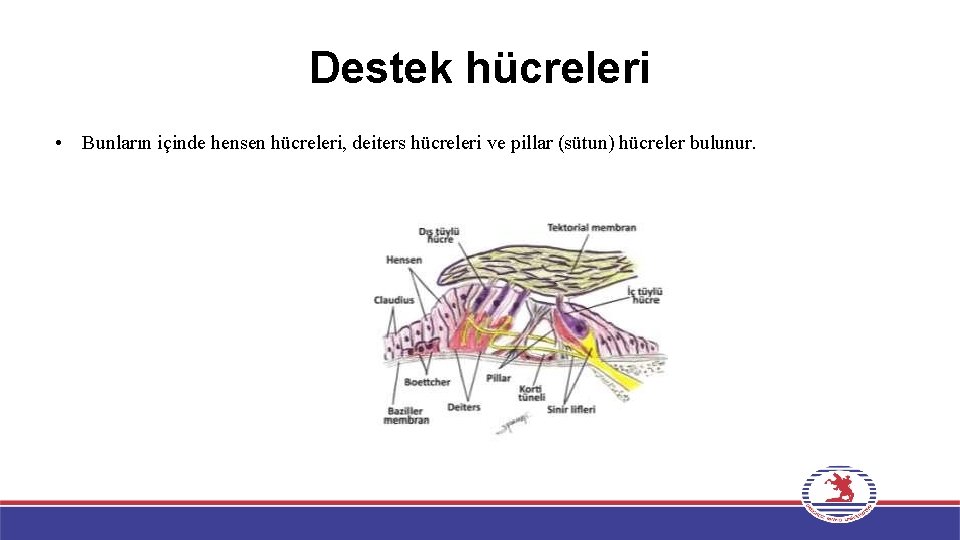 Destek hücreleri • Bunların içinde hensen hücreleri, deiters hücreleri ve pillar (sütun) hücreler bulunur.