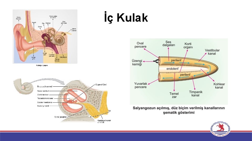 İç Kulak 