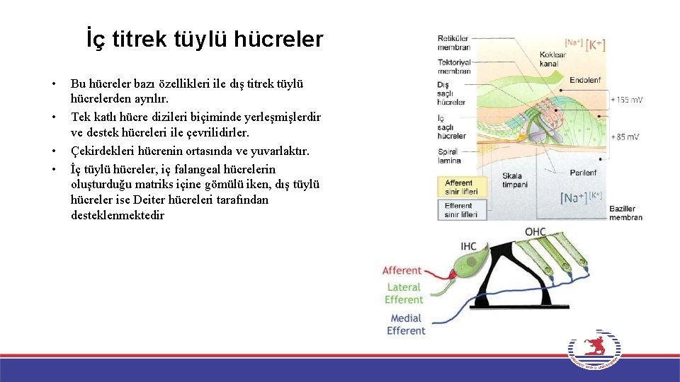 İç titrek tüylü hücreler • • Bu hücreler bazı özellikleri ile dış titrek tüylü