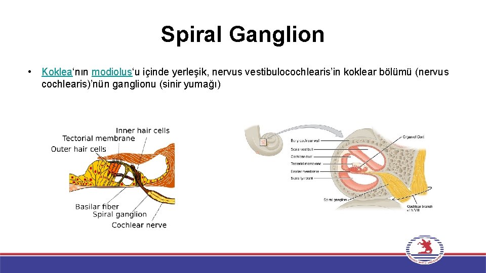 Spiral Ganglion • Koklea‘nın modiolus‘u içinde yerleşik, nervus vestibulocochlearis’in koklear bölümü (nervus cochlearis)’nün ganglionu