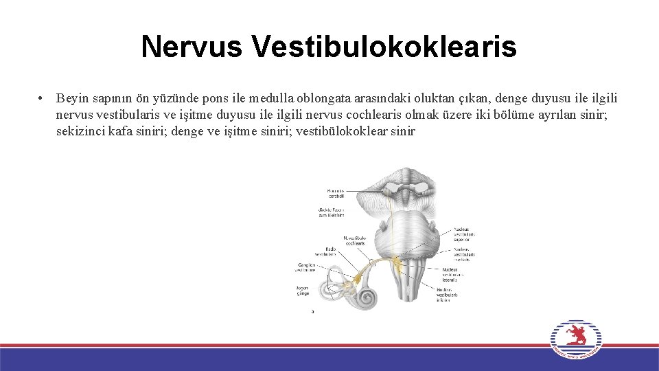 Nervus Vestibulokoklearis • Beyin sapının ön yüzünde pons ile medulla oblongata arasındaki oluktan çıkan,