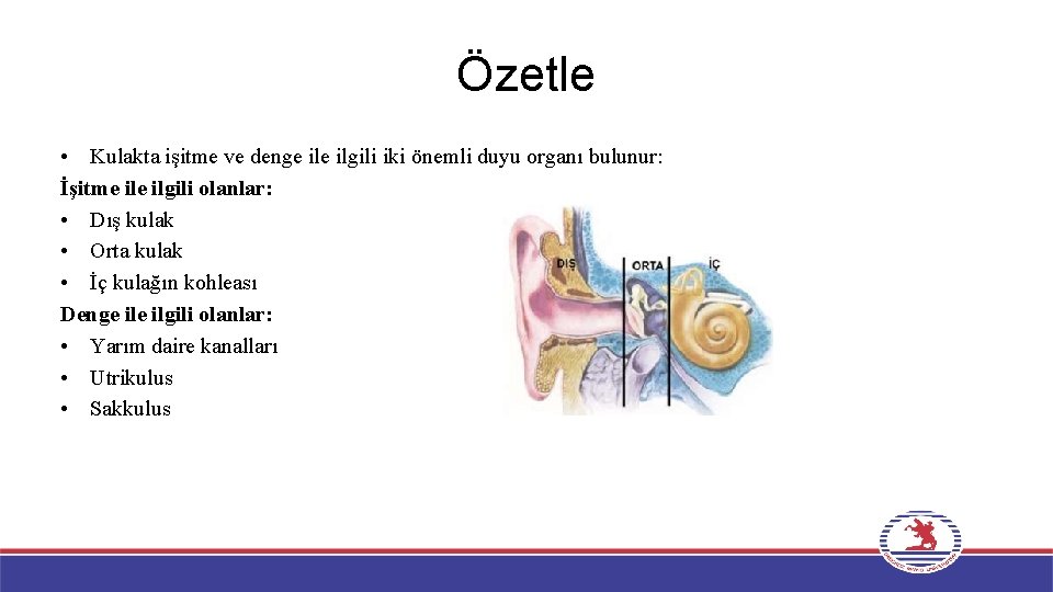 Özetle • Kulakta işitme ve denge ilgili iki önemli duyu organı bulunur: İşitme ilgili