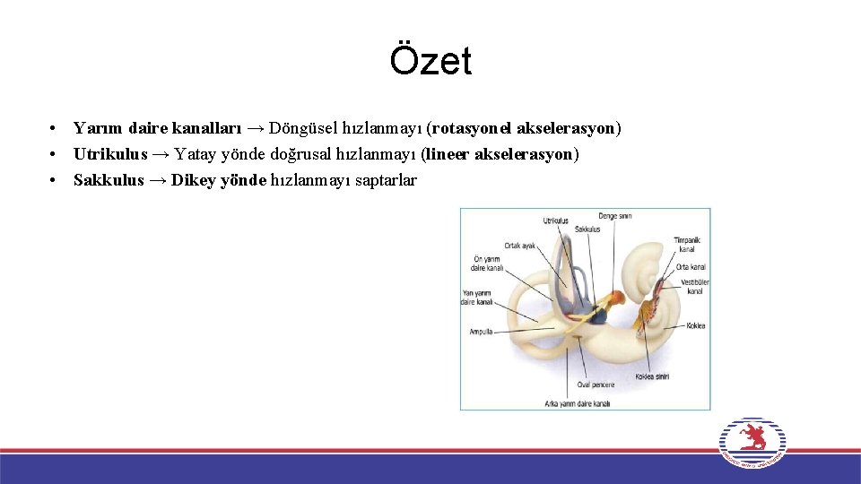 Özet • Yarım daire kanalları → Döngüsel hızlanmayı (rotasyonel akselerasyon) • Utrikulus → Yatay