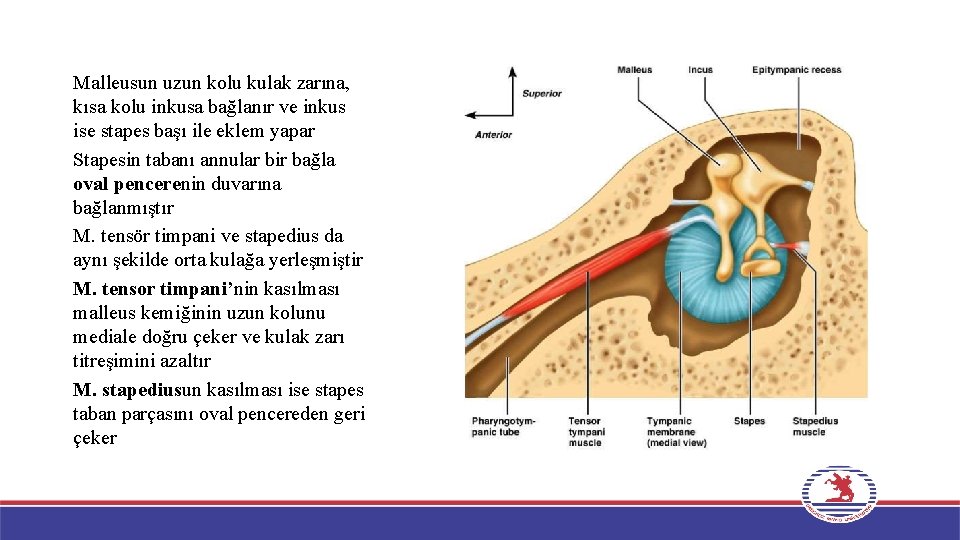 Malleusun uzun kolu kulak zarına, kısa kolu inkusa bağlanır ve inkus ise stapes başı