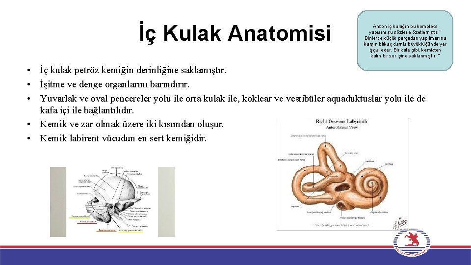 İç Kulak Anatomisi Anson iç kulağın bu kompleks yapısını şu sözlerle özetlemiştir: “ Binlerce