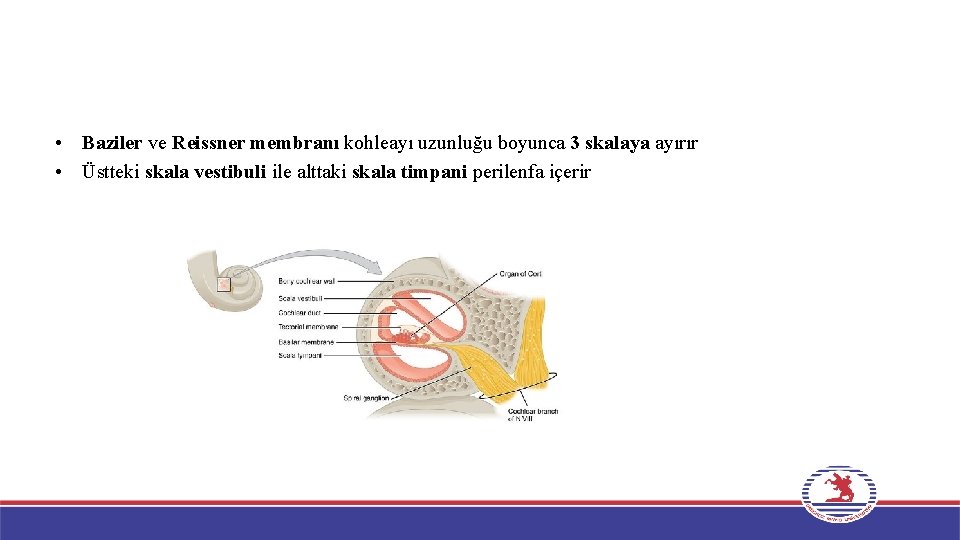  • Baziler ve Reissner membranı kohleayı uzunluğu boyunca 3 skalaya ayırır • Üstteki