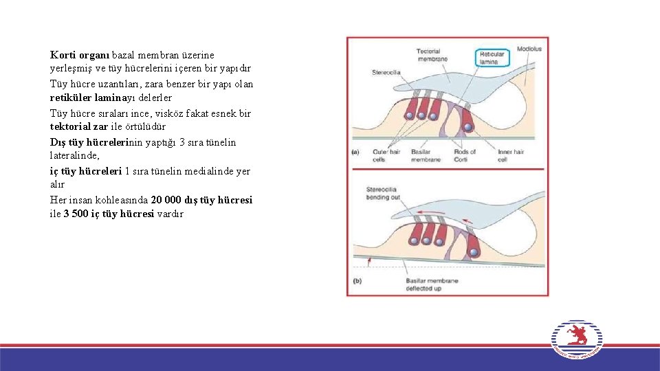 Korti organı bazal membran üzerine yerleşmiş ve tüy hücrelerini içeren bir yapıdır Tüy hücre