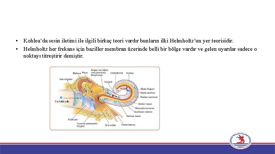  • Kohlea’da sesin iletimi ile ilgili birkaç teori vardır bunların ilki Helmholtz’un yer