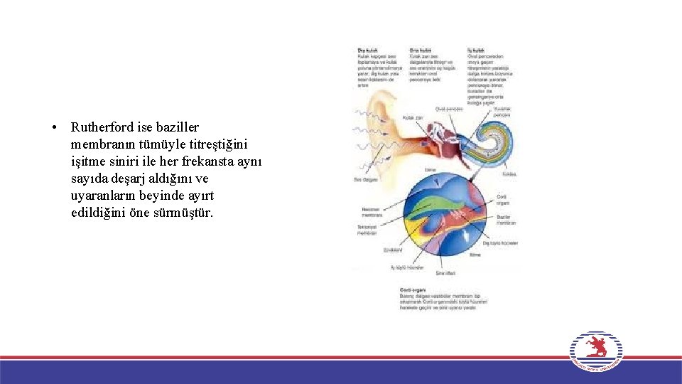  • Rutherford ise baziller membranın tümüyle titreştiğini işitme siniri ile her frekansta aynı