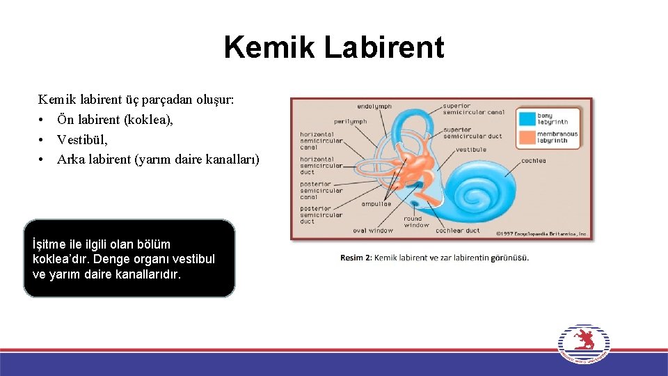 Kemik Labirent Kemik labirent üç parçadan oluşur: • Ön labirent (koklea), • Vestibül, •