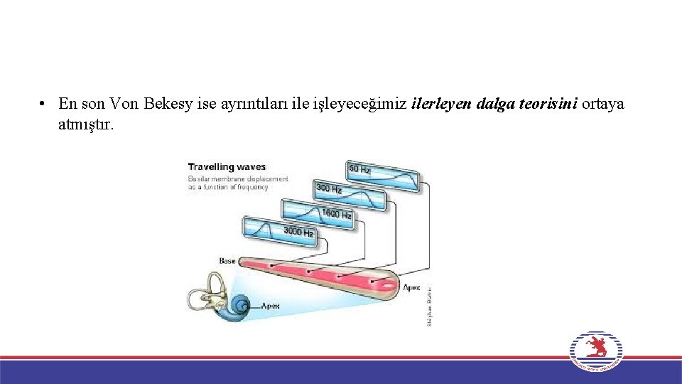  • En son Von Bekesy ise ayrıntıları ile işleyeceğimiz ilerleyen dalga teorisini ortaya