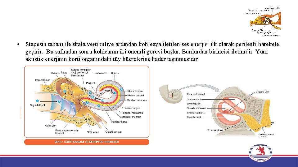  • Stapesin tabanı ile skala vestibuliye ardından kohleaya iletilen ses enerjisi ilk olarak