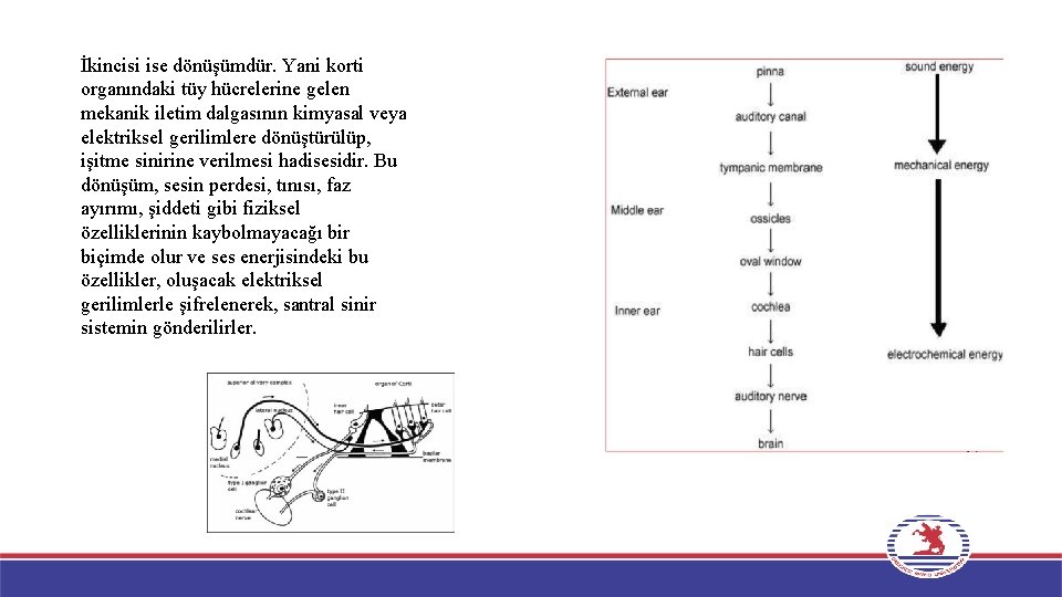 İkincisi ise dönüşümdür. Yani korti organındaki tüy hücrelerine gelen mekanik iletim dalgasının kimyasal veya