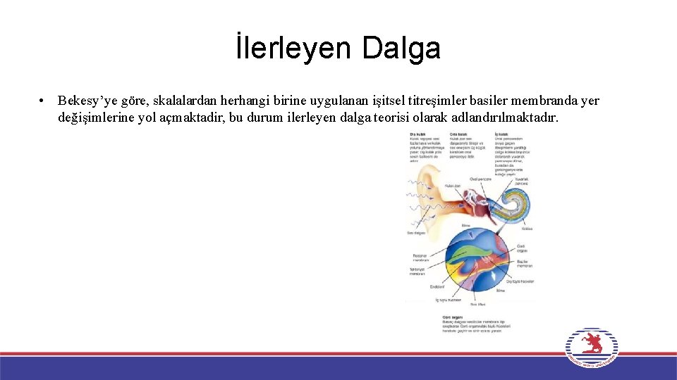 İlerleyen Dalga • Bekesy’ye göre, skalalardan herhangi birine uygulanan işitsel titreşimler basiler membranda yer