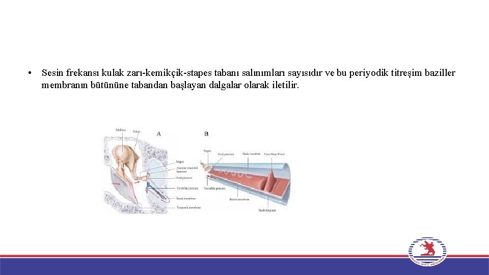  • Sesin frekansı kulak zarı-kemikçik-stapes tabanı salınımları sayısıdır ve bu periyodik titreşim baziller