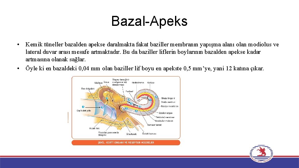 Bazal-Apeks • Kemik tüneller bazalden apekse daralmakta fakat baziller membranın yapışma alanı olan modiolus