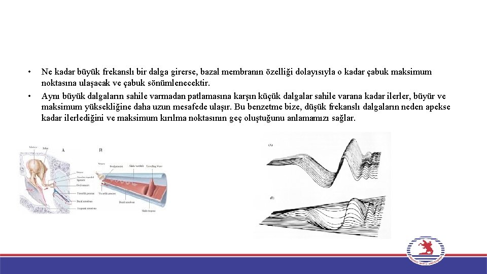  • • Ne kadar büyük frekanslı bir dalga girerse, bazal membranın özelliği dolayısıyla