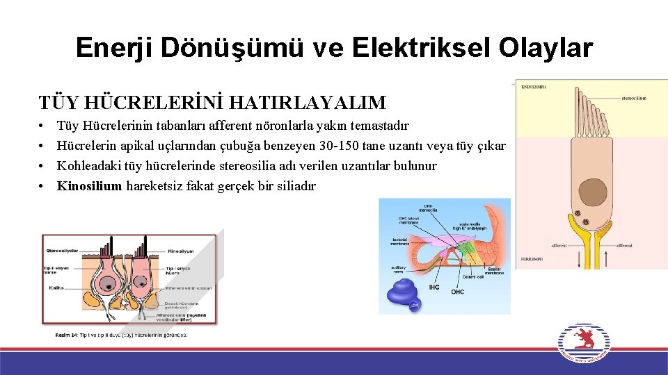 Enerji Dönüşümü ve Elektriksel Olaylar TÜY HÜCRELERİNİ HATIRLAYALIM • • Tüy Hücrelerinin tabanları afferent