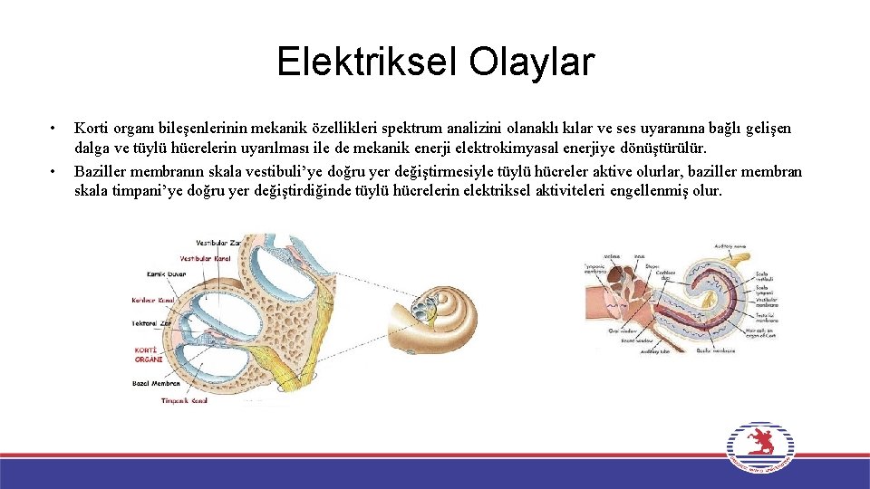 Elektriksel Olaylar • • Korti organı bileşenlerinin mekanik özellikleri spektrum analizini olanaklı kılar ve