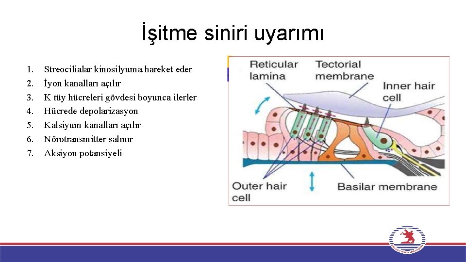 İşitme siniri uyarımı 1. 2. 3. 4. 5. 6. 7. Streocilialar kinosilyuma hareket eder