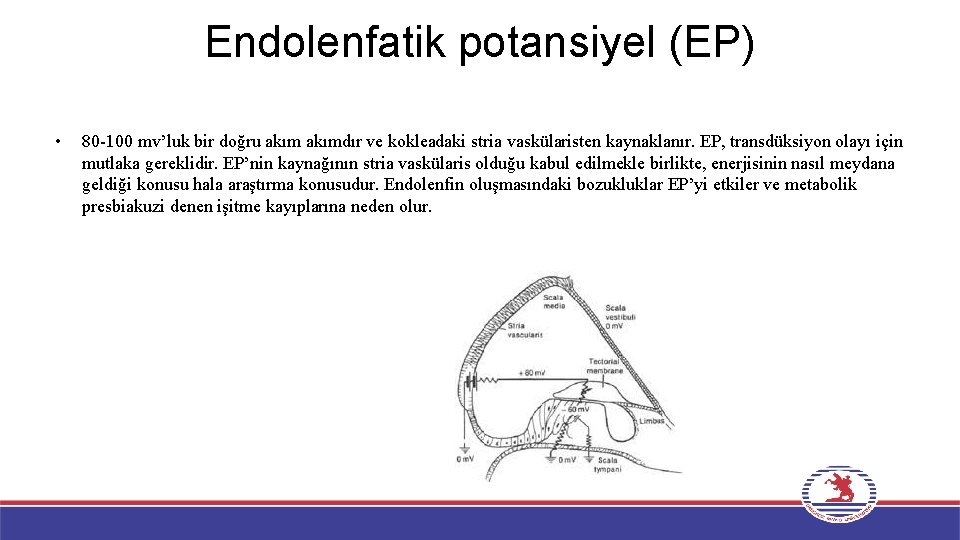Endolenfatik potansiyel (EP) • 80 -100 mv’luk bir doğru akımdır ve kokleadaki stria vaskülaristen