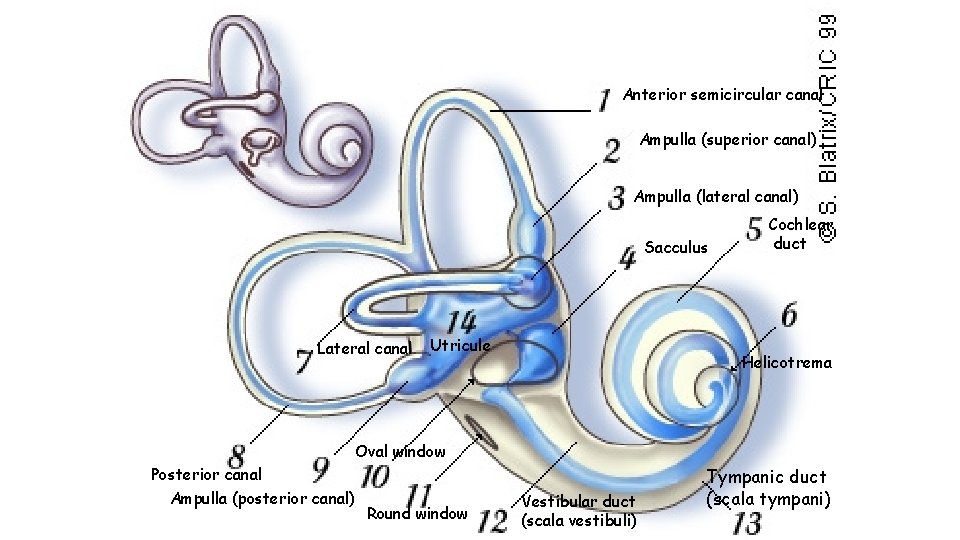 Anterior semicircular canal Ampulla (superior canal) Ampulla (lateral canal) Sacculus Lateral canal Utricule Cochlear