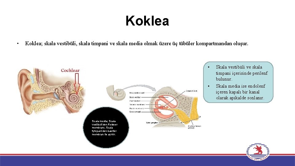 Koklea • Koklea; skala vestibüli, skala timpani ve skala media olmak üzere üç tübüler