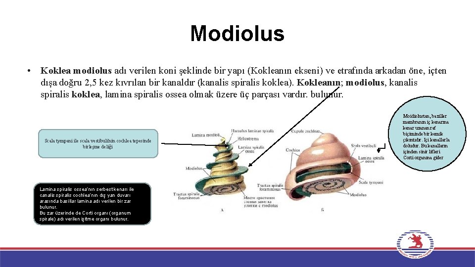 Modiolus • Koklea modiolus adı verilen koni şeklinde bir yapı (Kokleanın ekseni) ve etrafında