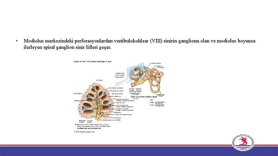  • Modiolus merkezindeki perforasyonlardan vestibulokohlear (VIII) sinirin ganglionu olan ve modiolus boyunca ilerleyen