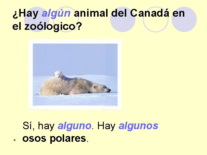 ¿Hay algún animal del Canadá en el zoólogico? Sí, hay alguno. Hay algunos osos