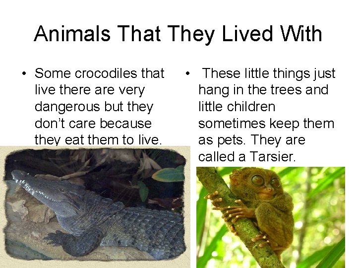 Animals That They Lived With • Some crocodiles that live there are very dangerous