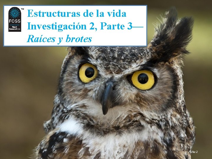 TM TM Estructuras de la vida Investigación 2, Parte 3— Raíces y brotes Ficha