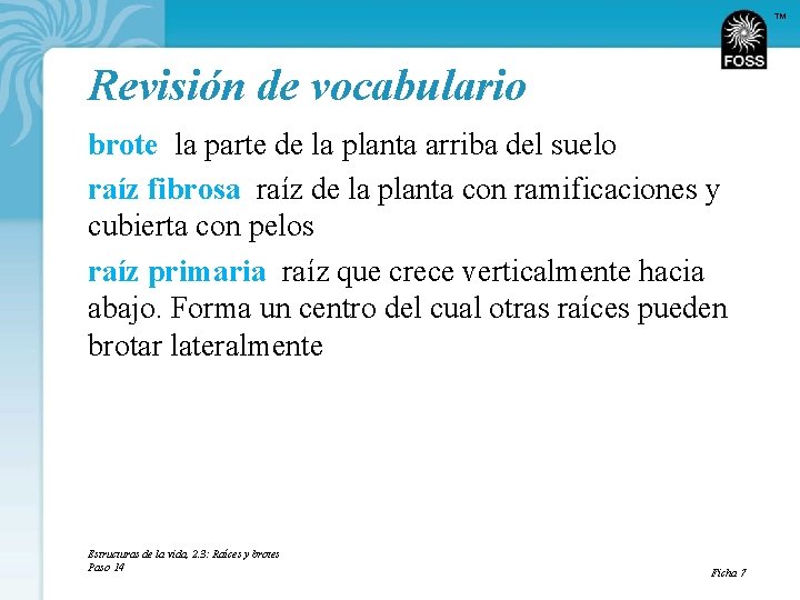 TM Revisión de vocabulario brote la parte de la planta arriba del suelo raíz
