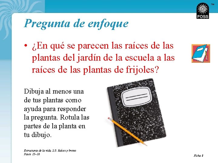 TM Pregunta de enfoque • ¿En qué se parecen las raíces de las plantas
