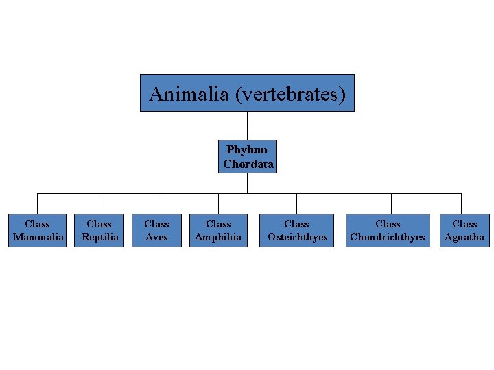 Animalia (vertebrates) Phylum Chordata Class Mammalia Class Reptilia Class Aves Class Amphibia Class Osteichthyes