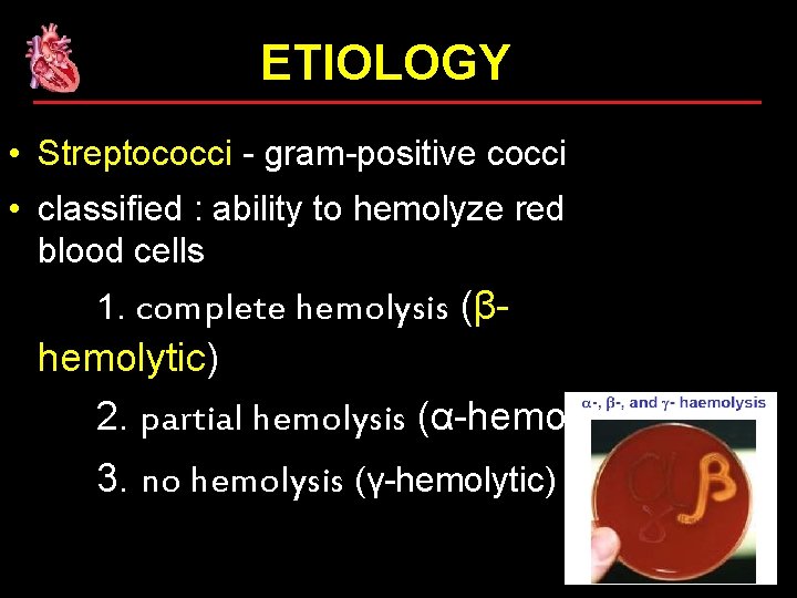 ETIOLOGY • Streptococci - gram-positive cocci • classified : ability to hemolyze red blood