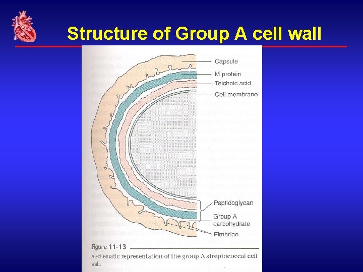 Structure of Group A cell wall 