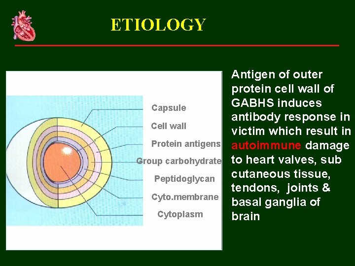 ETIOLOGY Capsule Cell wall Protein antigens Group carbohydrate Peptidoglycan Cyto. membrane Cytoplasm Antigen of