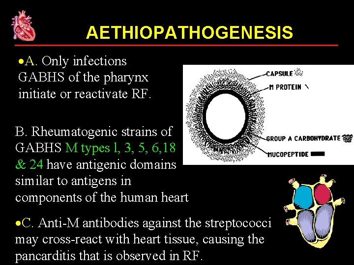 AETHIOPATHOGENESIS A. Only infections GABHS of the pharynx initiate or reactivate RF. B. Rheumatogenic