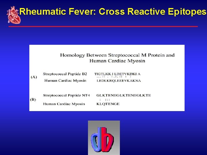 Rheumatic Fever: Cross Reactive Epitopes 