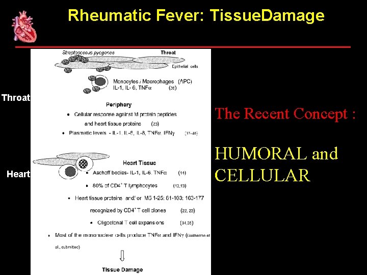 Rheumatic Fever: Tissue. Damage Throat The Recent Concept : Heart HUMORAL and CELLULAR 
