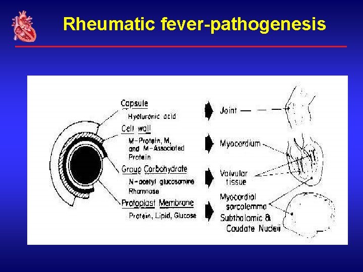 Rheumatic fever-pathogenesis 