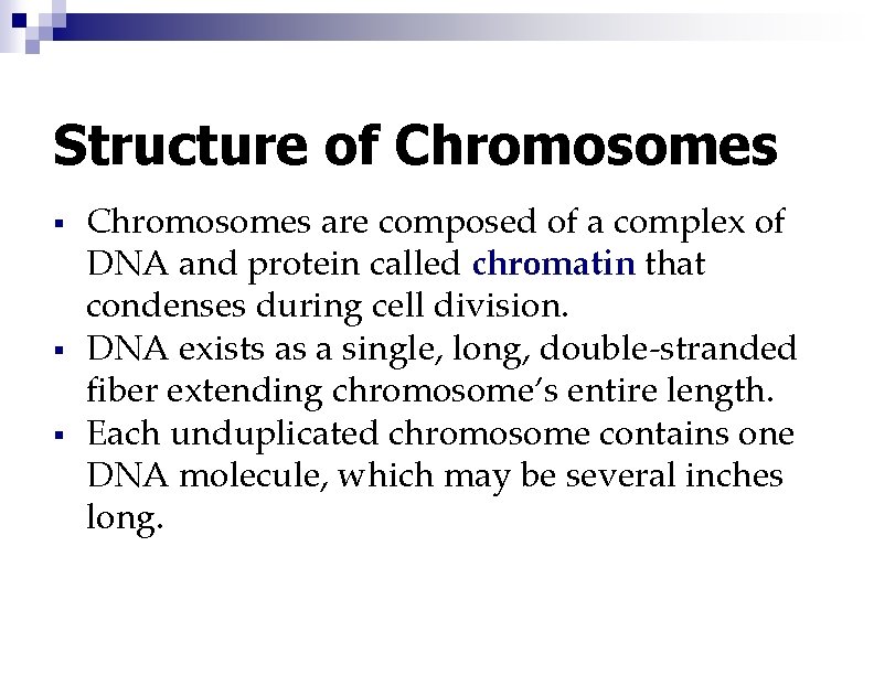 Structure of Chromosomes § § § Chromosomes are composed of a complex of DNA