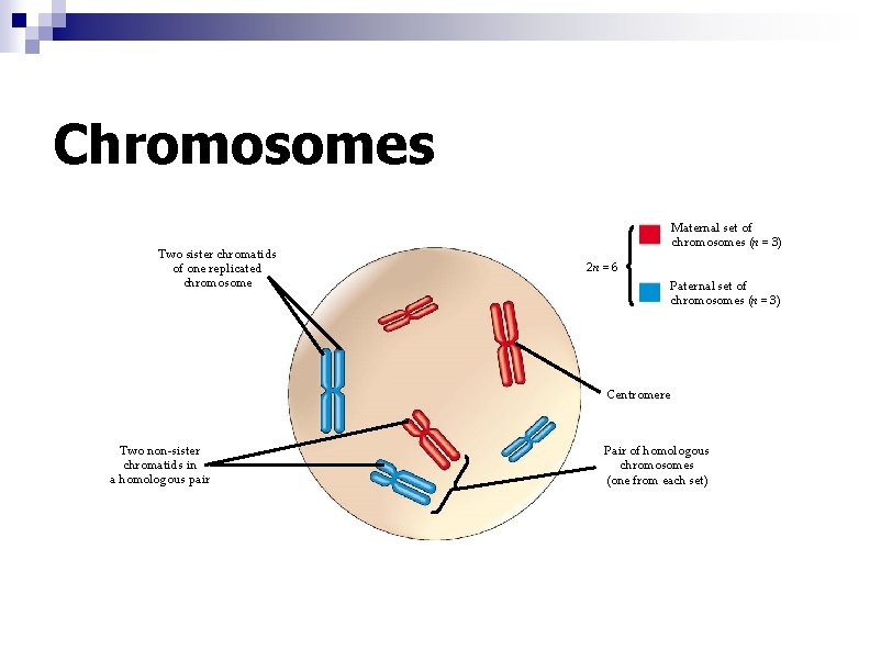 Chromosomes Two sister chromatids of one replicated chromosome Maternal set of chromosomes (n =